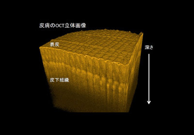 サンプル